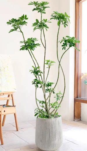 房間放植物|10種室內大型植物推薦！耐陰好養、風水招財，沒陽光。